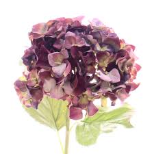 Maybe you would like to learn more about one of these? Luxury Artificial Purple Hydrangea Amaranthine Blooms Uk
