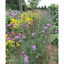 Image result for Verbena × teasii