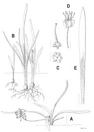 Image result for Ledebouria Unidentified sp. no4.