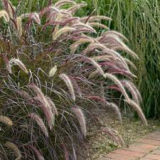 Purple Fountain Grass Pennisetum Setaceum Rubrum Pennisetum Setaceum Fountain Grass Sensory Garden