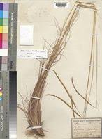 Image result for Ctenium newtonii