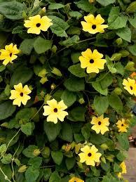 By Becca Badgett Co Author Of How To Grow An Emergency Garden If You Re Fond Of The Cheery Summe Flowering Vines Hanging Flower Baskets Black Eyed Susan Vine