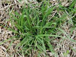 Most of these weeds can be treated with broadleaf weed control products, which are available at hardware stores, garden centers and home improvement centers. Winter Is The Right Time To Tackle Weeds The Organic Way