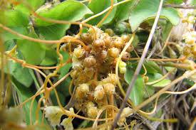 Image result for Cuscuta australis