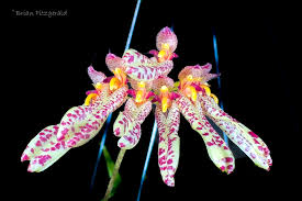 Image result for Bulbophyllum longiflorum