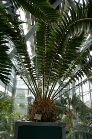 Image result for Encephalartos transvenosus