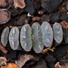 Image result for Huernia kirkii