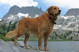 Welcome To The Golden Retriever Club Of Greater Los Angeles Rescue