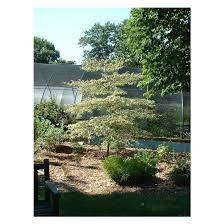 Dogwood trees flowering trees trees for front yard tree sale baumgarten garden trees growing tree small trees backyard landscaping. Cornus Alternifolia Argentea Variegated Pagoda Dogwood Broken Arrow Nursery