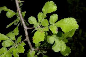 Image result for Commiphora africana