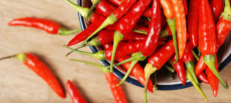 Image result for Capsicum frutescens