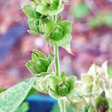 If flower heads are not removed, foxglove plants reseed themselves abundantly. Winterizing Foxglove Plants How To Care For Foxglove In Winter