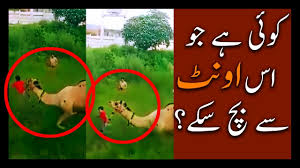 You can buy from uk, usa, canada, australia, germany, europe, new zealand buy camel for qurbani. Camel Runs Away Attacks People In Public Before Qurbani For Eid Ul Adha Bakra Eid 2017 Youtube