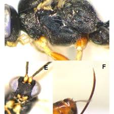 Image result for Triaspis dumeticola