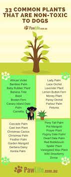 We Always Need To Ensure That Our Furbaby S Are Safe At All Times Dog Safe Plants Dog Friendly Plants Dog Friendly Garden