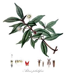 Image result for Belonophora coffeoides