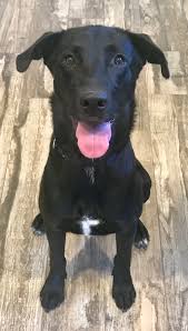 Sometimes, you may find a labrador for free in georgia to a good home listed by an owner who may no longer be able. Borador Dog For Adoption In Fayetteville Ga Adn 786564 On Puppyfinder Com Gender Female Age Dog Adoption Happy Dogs Dogs