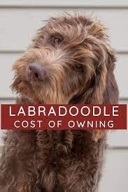 The Average Cost Of Owning A Labradoodle Is Between 2250 And 3550 Every Year But If You Do A Bit Of Work You Labradoodle Labradoodle Facts Labradoodle Puppy