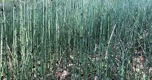 Image result for Equisetaceae
