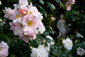 The result is a cream colored rose that averages about 3.5 inches in diameter and often has ever so subtle pink highlights on the petals. Great Design Plant Sally Holmes Rose