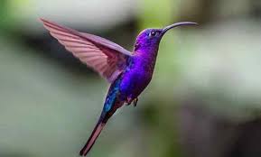 Check spelling or type a new query. Cara Membedakan Burung Kolibri Jantan Dan Betina Ilmu Peternakan