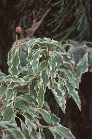 Welcome to the famous dave's garden website. Cornus Kousa Wolf Eyes Variegated Dogwood From Saunders Brothers Inc