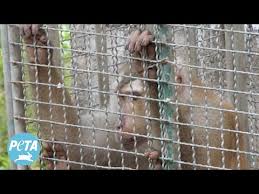 Image result for monkey caged