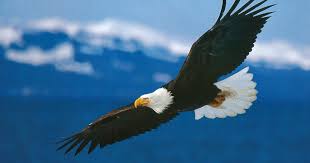 Kami menyediakan berbagai macam ring burung dan ayam. 660 Koleksi Gambar Burung Rajawali Keren Hd Terbaik Gambar Hewan