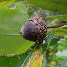 Image result for white oak leaf