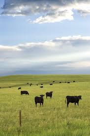 How To Raise Beef Cattle For Profit On A Small Farm Cattle