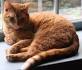 The Orange Tabby Cat — 8 Fun Facts - Catster