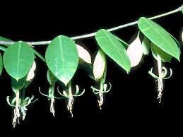 Image result for Synandrodaphne