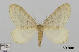 Image result for Operophtera fagata