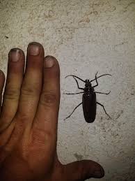 Palo verde beetles in arizona. Palo Verde Bark Beetle In Yuma Az Entomology