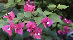 I need some help with bougainvillea care and watering. What To Do Bougainvillea Without Flowers Green Hydrangeas And Holly Trees With Webs Home Garden Nola Com