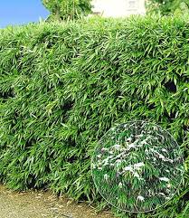 Winterharte Bambushecke 1a Pflanzen Kaufen Baldur Garten Bambushecke Pflanzen Kaufen Garten Hecken