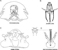 Image result for what do Mallophaga look like in dog fur