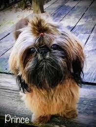 How many puppies do shih tzu's usually have? Fancy Garden Shih Tzus Florida Fancy Garden Shih Tzu Breeders Shih Tzus