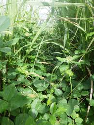 Image result for Canavalia africana