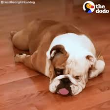 We did not find results for: Bulldog Gifs Tenor