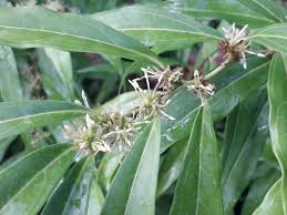 Image result for Buxaceae