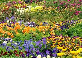 If you are wondering what flowers to grow for summers , here's help! Indian Garden Flowers Indian Garden Flower Garden Growing Gardens