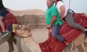 After debating with him, we pulled out 20 liras so as to appease him as we were already running late. This Video Of A Camel Trying To Stand Up With Two Fatties Riding Him Is Absolutely Horrendous Sick Chirpse