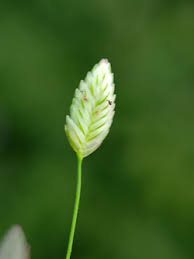 Image result for Eragrostis unioloides