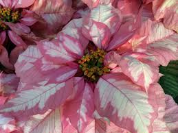 Poinsettia plants remain one of the most popular holiday plants, synonymous with christmas decor and festive cheer. Poinsettia History And Legends