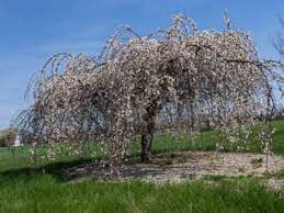 In the fall, the dark green leaves turn a brilliant yellow color. Snow Fountain Tree Care Learn How To Grow Snow Fountain Cherry Trees