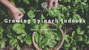 How to grow spinach indoors. Growing Spinach Indoors How To Grow Spinach In Pot