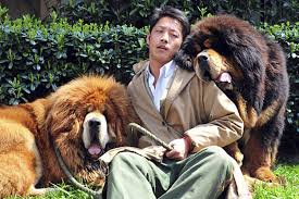 Originally bred to be guard dogs, they still have the protective instincts and are very possessive of their. Tibetan Mastiff Twins Sell For Record Breaking 3 Million In China Csmonitor Com