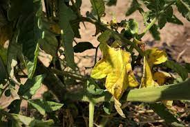 We are here to help you answer that daunting question of why are my plant's leaves turning yellow? use the infographic below to understand what your plant might be trying to tell you. Why Are My Tomato Leaves Turning Yellow Tomato Geek