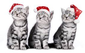 Sanrio hello kitty christmas holiday theme sandylion new 2008 free shipping. Christmas Cats Christmas Kitty Cat Xmas Cat Face Cute Merry Christmas Hd Wallpaper Peakpx